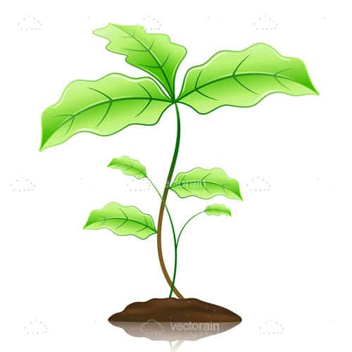 Green Plant with Big Leaves